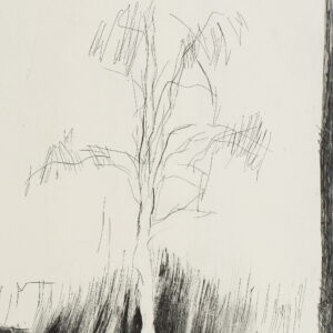 S/T (Árbol Blanco)